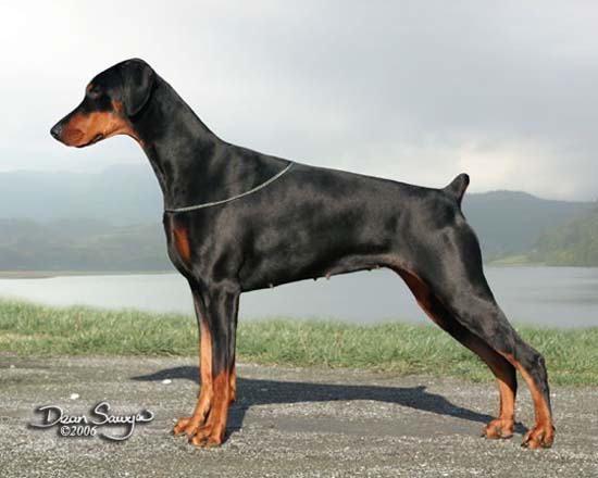 Reputable hot sale doberman breeders